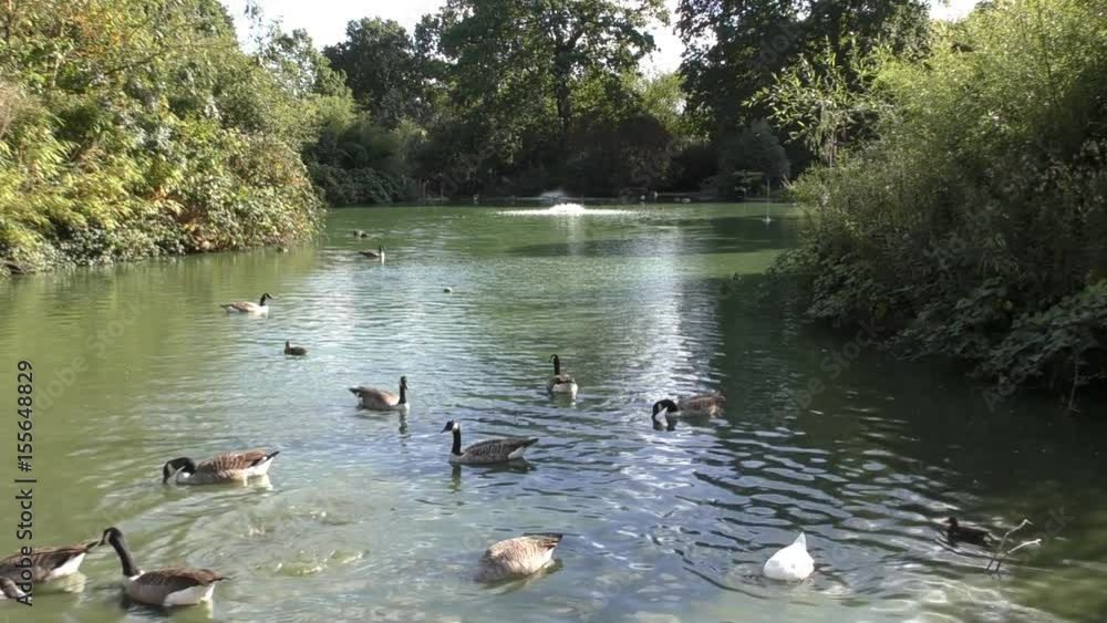 Ducks are swimming in the lake. Ducks are swimming in the lake.