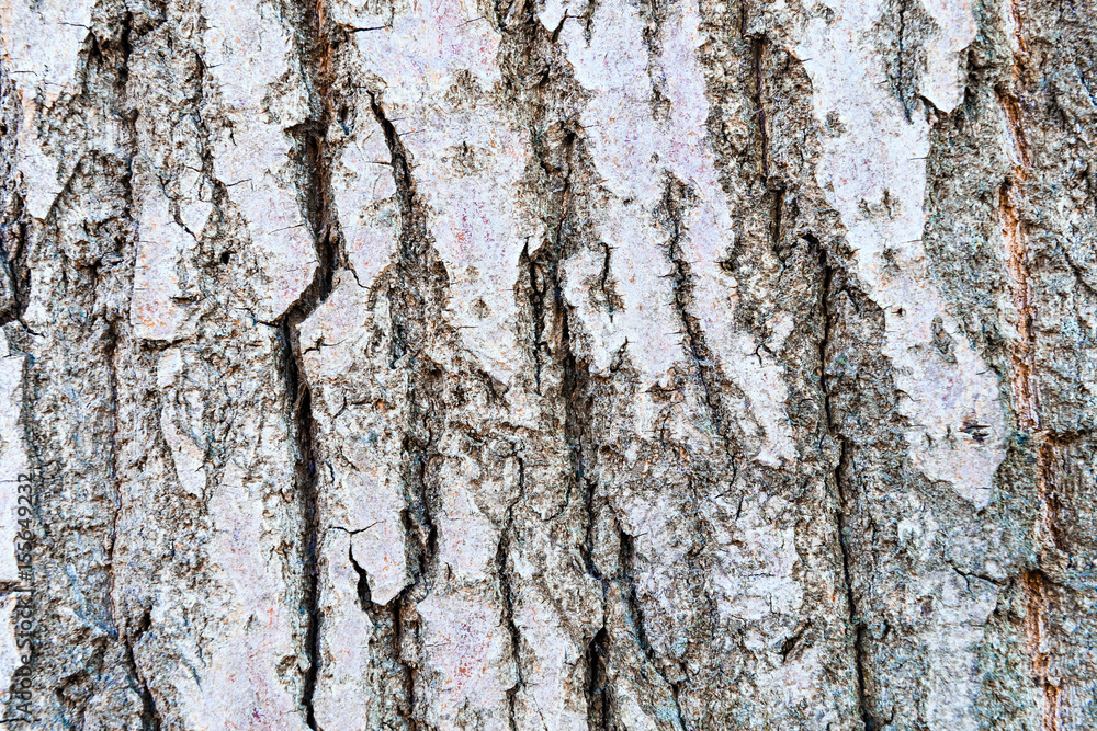 Obraz premium Tree grey bark closeup, texture, concept design