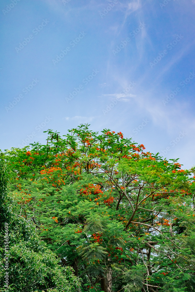 Fototapeta premium green tree with blue sky