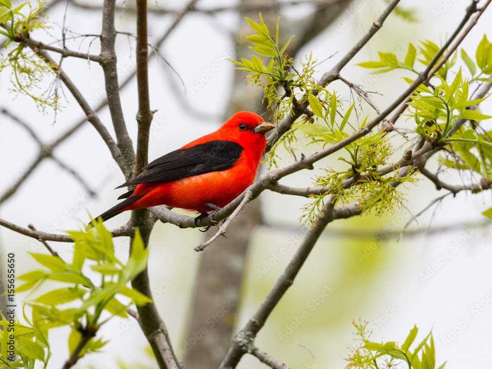 Male Scarlet Tanager Perched in Trees Male Scarlet Tanager Perched in Trees