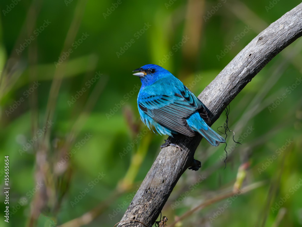 Indigo Bunting 