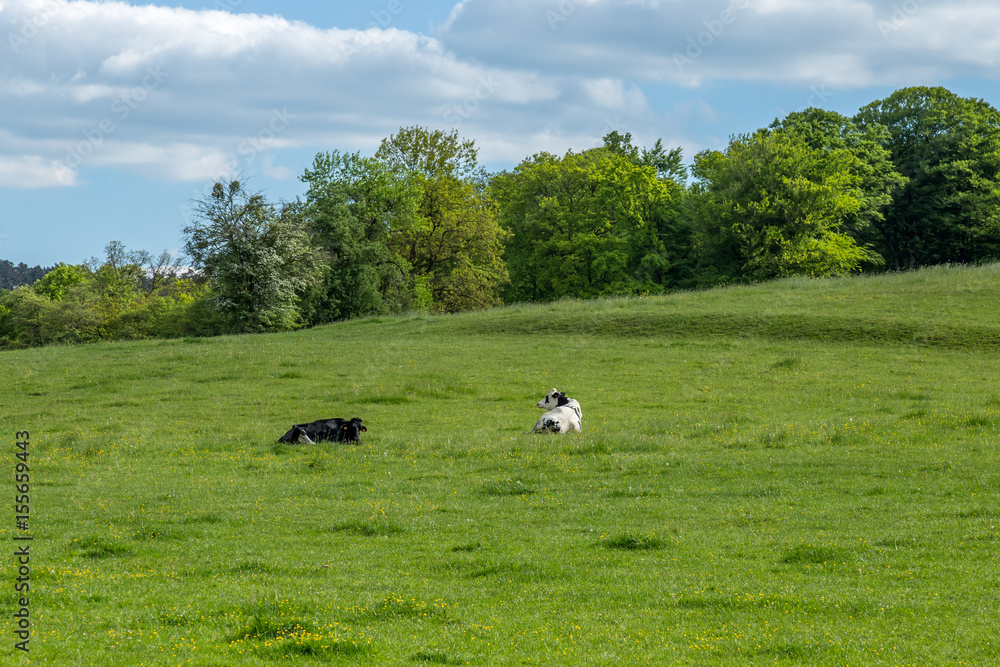 Two cows tranquil resting on a green meadow with trees and clouds on the background Two cows tranquil resting on a green meadow with trees and clouds on the background
