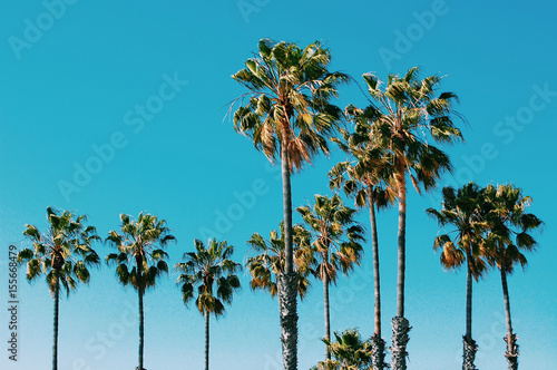 Canvas Print Palm trees at Santa Monica beach