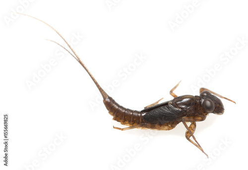 Aquatic nymph isolated on white background