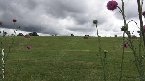 Musk Thistle plant is Pink field flower and rolled bales of hay to harvestin in backgound and green Valley Field photo
