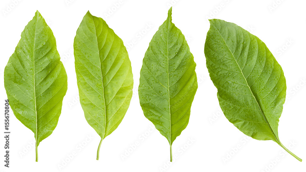 Tree Leaf gTree Leaf green Isolated On White / clipping patheen Isolated On White / clipping path Tree Leaf gTree Leaf green Isolated On White / clipping patheen Isolated On White / clipping path