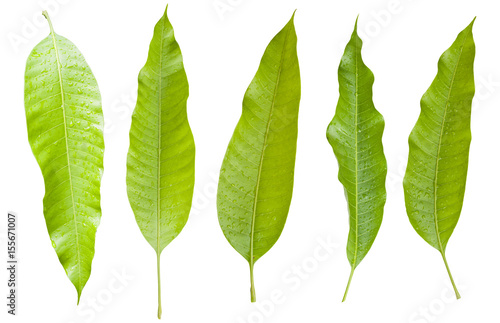 Tree Mango Leaf Isolated On White / clipping path