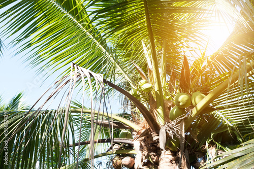 Coconut tree on summer in thailand. photo