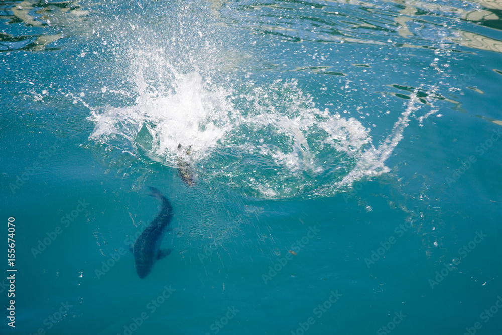 Fototapeta premium Lake Benmore Salmon Farm