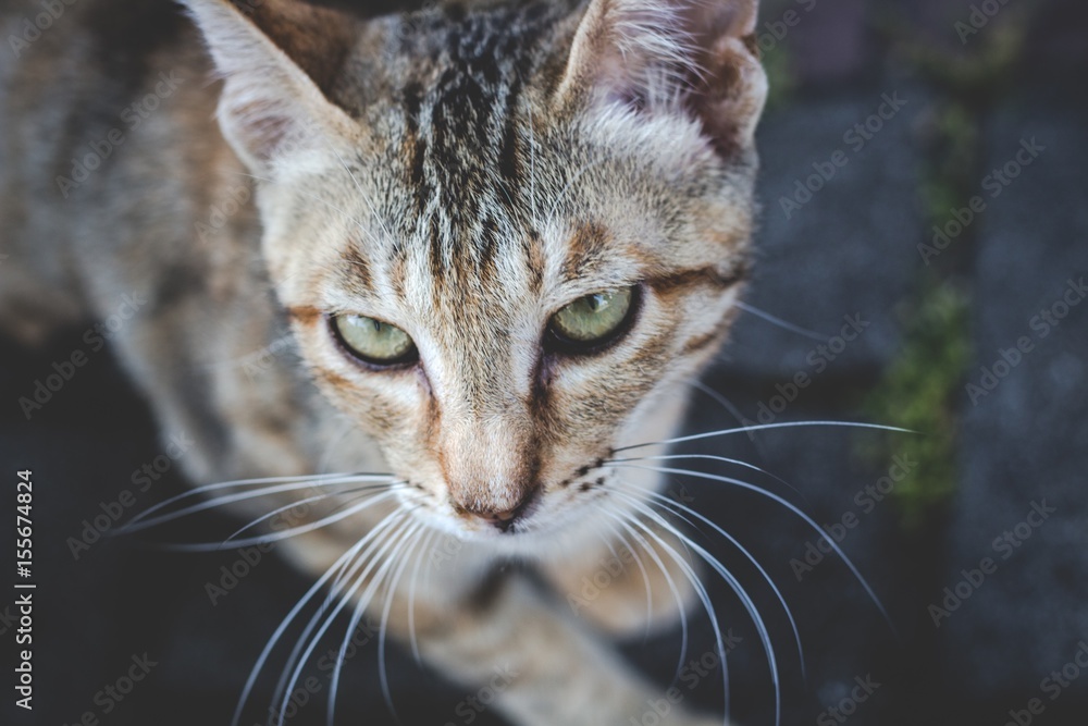 猫 猫