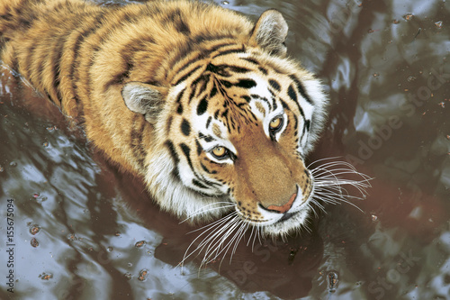 tiger in the taiga stream