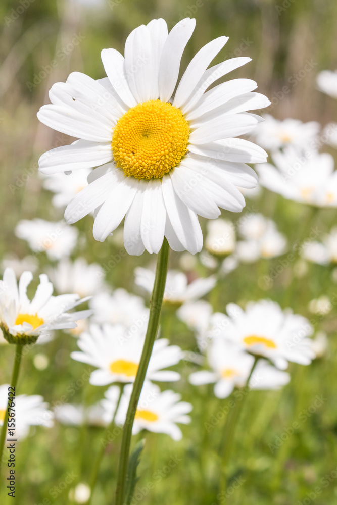 Daisies Daisies
