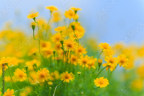 黄色い花と空