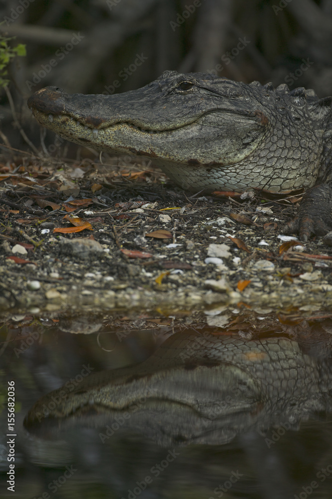 American alligator (Alligator mississippiensis), Everglades NP, Florida USA