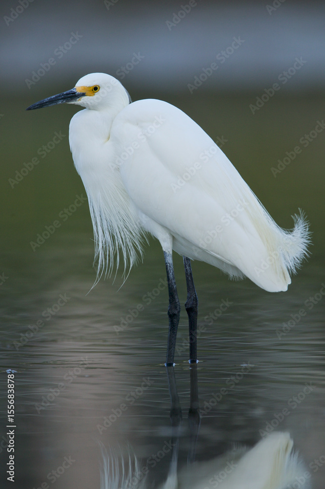 Snowy egret (Egretta alba) Snowy egret (Egretta alba)