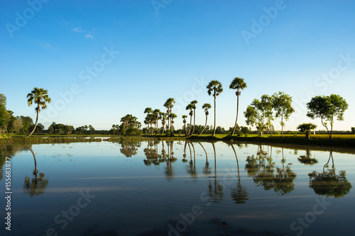 Sunrise landscape with sugar palm trees on the paddy field in morning. Mekong Delta, Chau Doc, An Giang, Vietnam