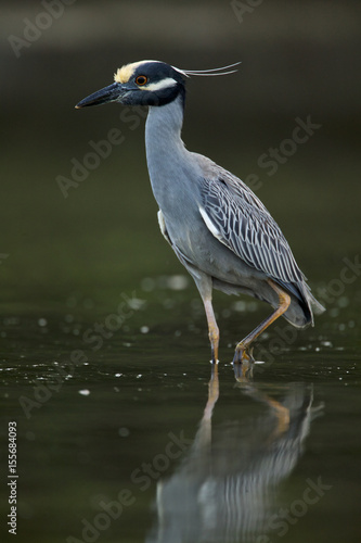 Yellow-crowned night-heron (Nyctanassa violacea)