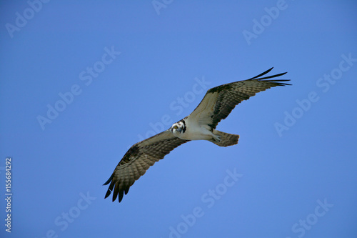 Osprey (Pandion haliaetus) © Enrique