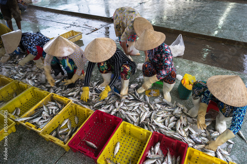 Caught fishes sorting to baskets by Vietnamese women workers in Tac Cau fishing port, Me Kong delta province of Kien Giang, south of Vietnam photo