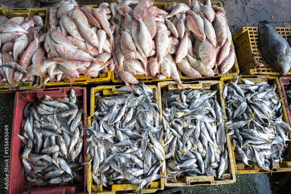 Fishes in Tac Cau fishing port, Me Kong delta province of Kien Giang, south of Vietnam Fishes in Tac Cau fishing port, Me Kong delta province of Kien Giang, south of Vietnam