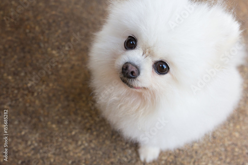 Beautiful white pomeranian dog.