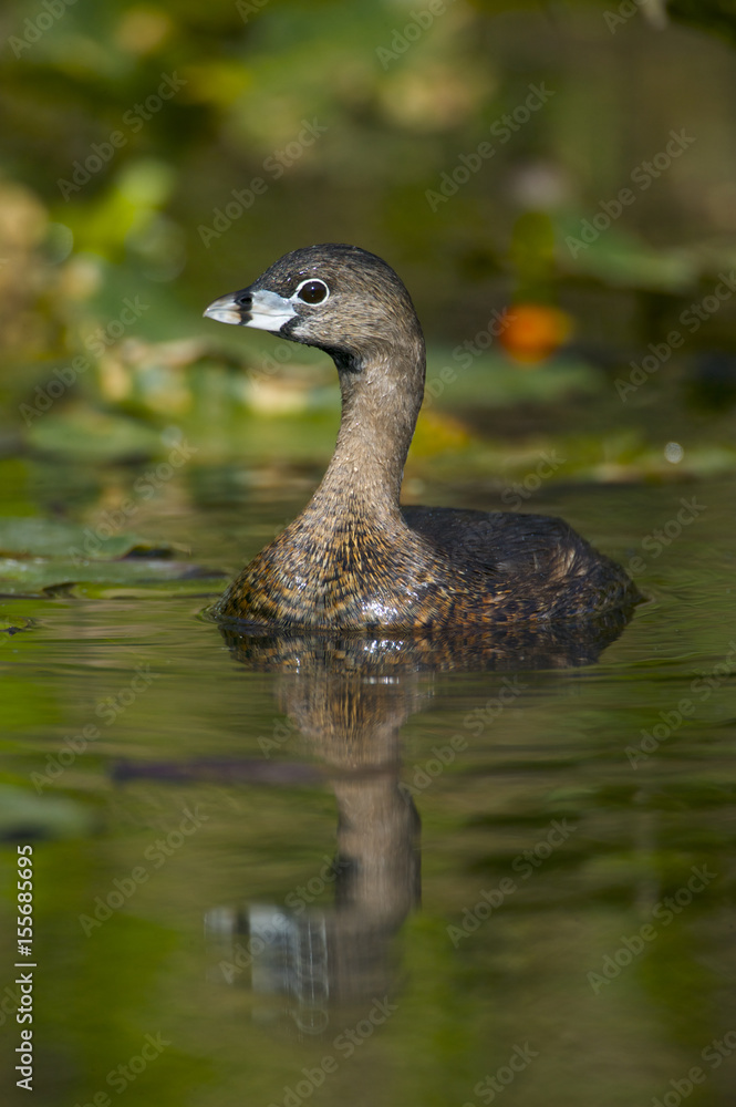 Pied-billed grebe (Podilymbus podiceps) Pied-billed grebe (Podilymbus podiceps)