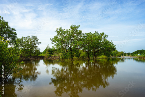 Mangrove forest in Ca Mau province  Mekong delta  south of Vietnam