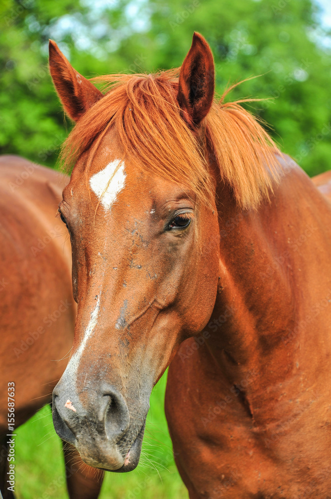 Naklejka premium Closeup brown horse