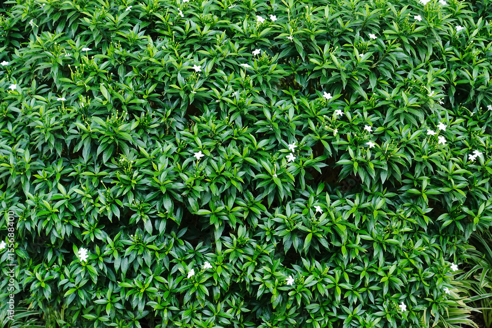 Details of the nature for background Details of the nature for background