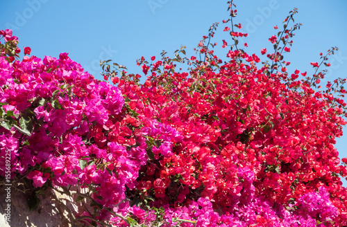 Bougainvillea in full bloom during the summer season photo
