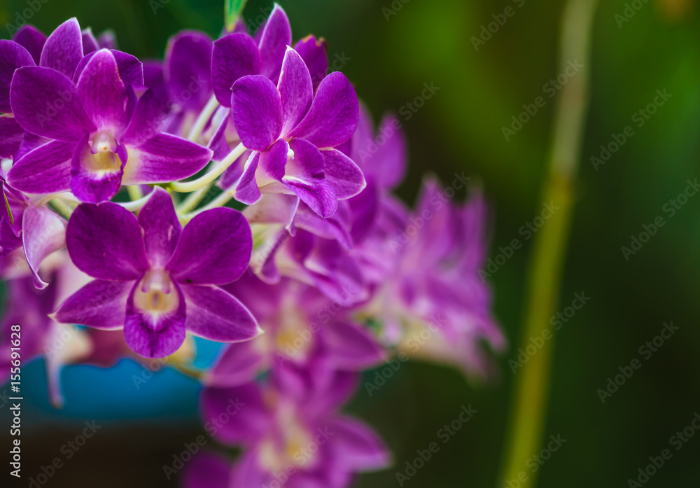 Beautiful orchid bouquet of flowers to bloom beautifully.