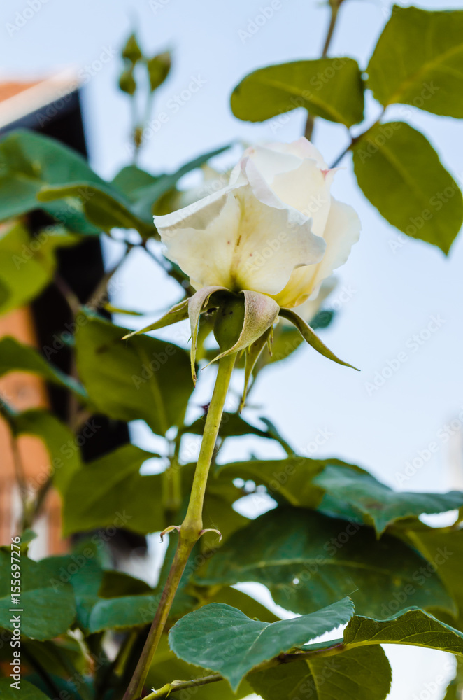 Obraz premium White roses with detail on the petal
