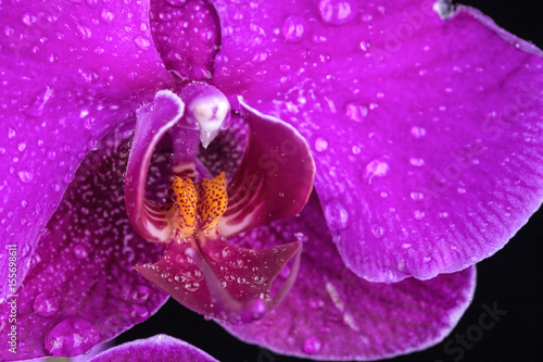 Fototapeta Naklejka Na Ścianę i Meble -  Water drops on orchid petals.