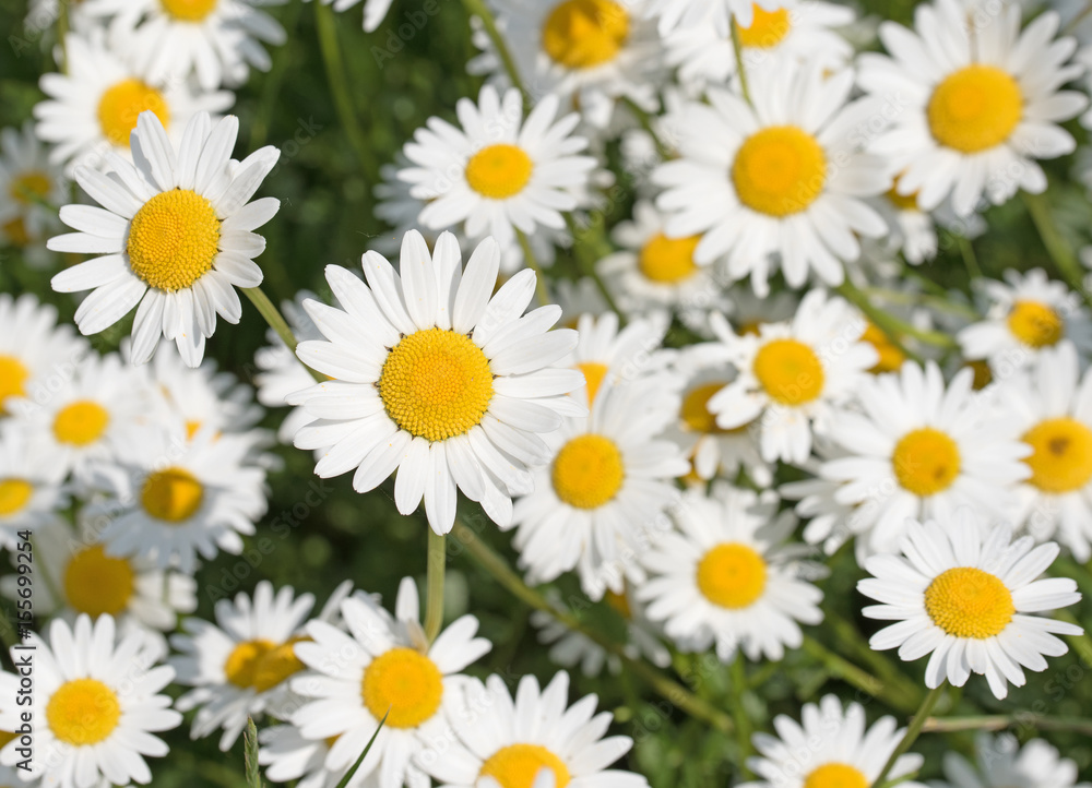 Margeriten, Leucanthemum Margeriten, Leucanthemum