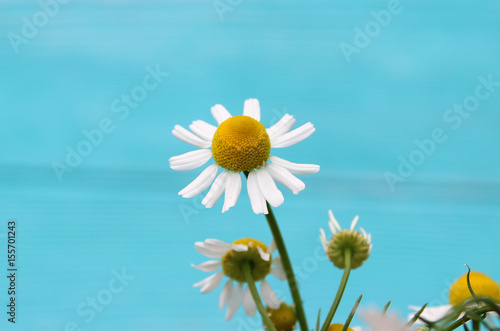 chamomile. wildflowers