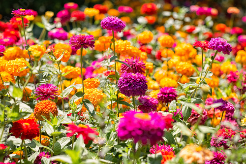 Glade of colorful summer flowers