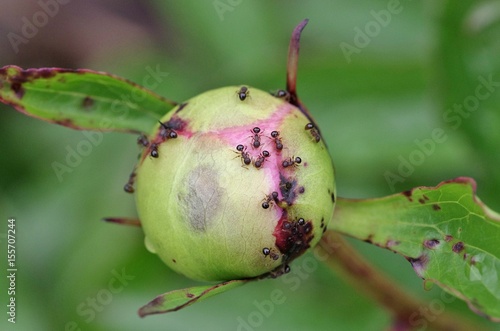 つぼみの蜜を吸う蟻の集団