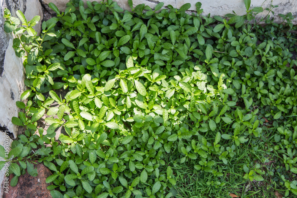 grass grass