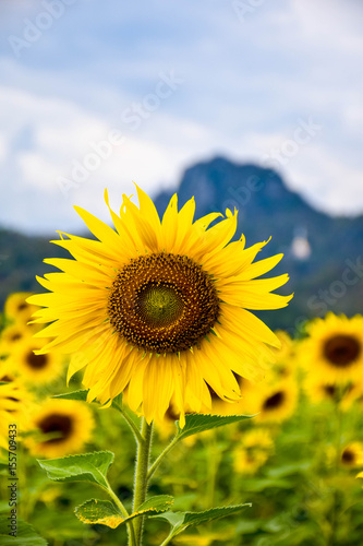 Big sunflower in Thailand