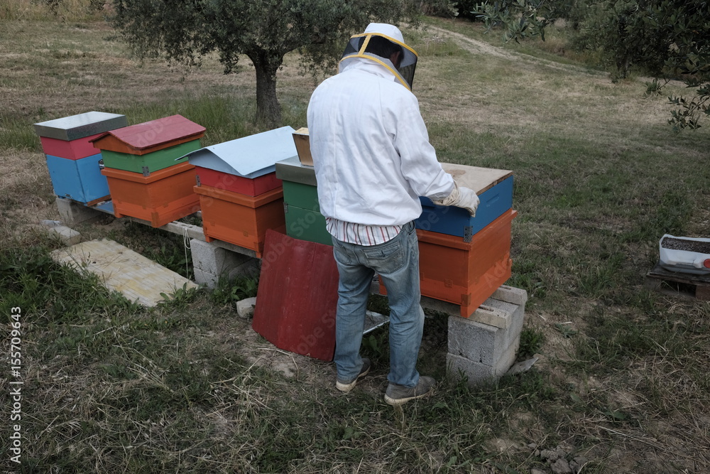 Beekeeper at work Beekeeper at work