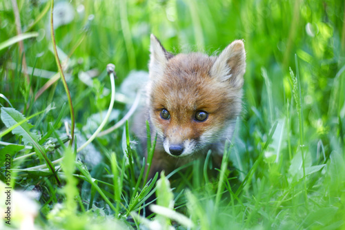 A little pretty fluffy fox hides in the green grass