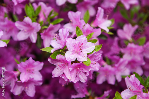 Bright pink flowers of rhododendron blooming in the botanical garden