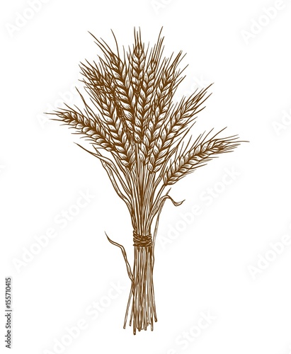 ears of wheat. vector sketch