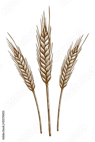 ears of wheat. vector sketch