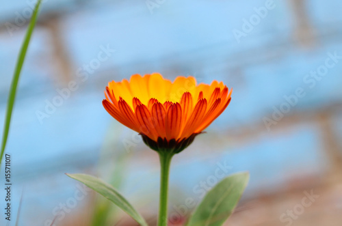 Calendula in the summer garden.