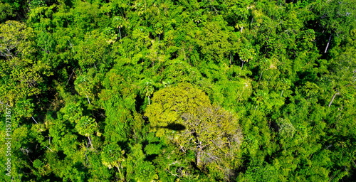 Aerial view of tropical rain forest © khlongwangchao