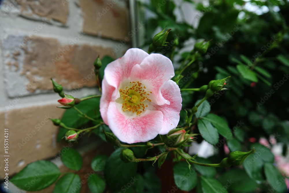 Obraz premium ビンゴメイディランド（バラ）