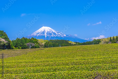 茶畑と富士山 © L.tom