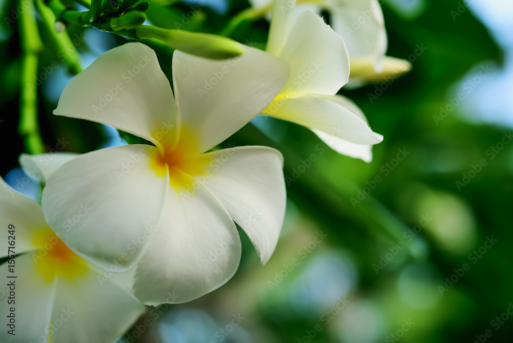 Plumeria Plumeria