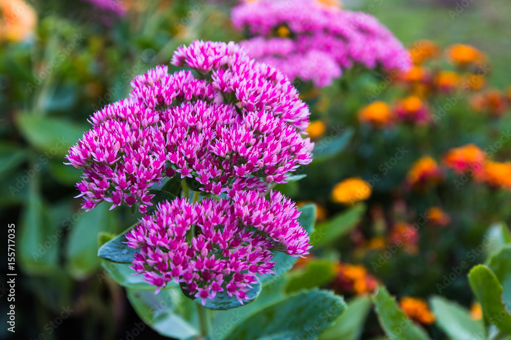 Obraz premium Beautiful nice flower in a good day